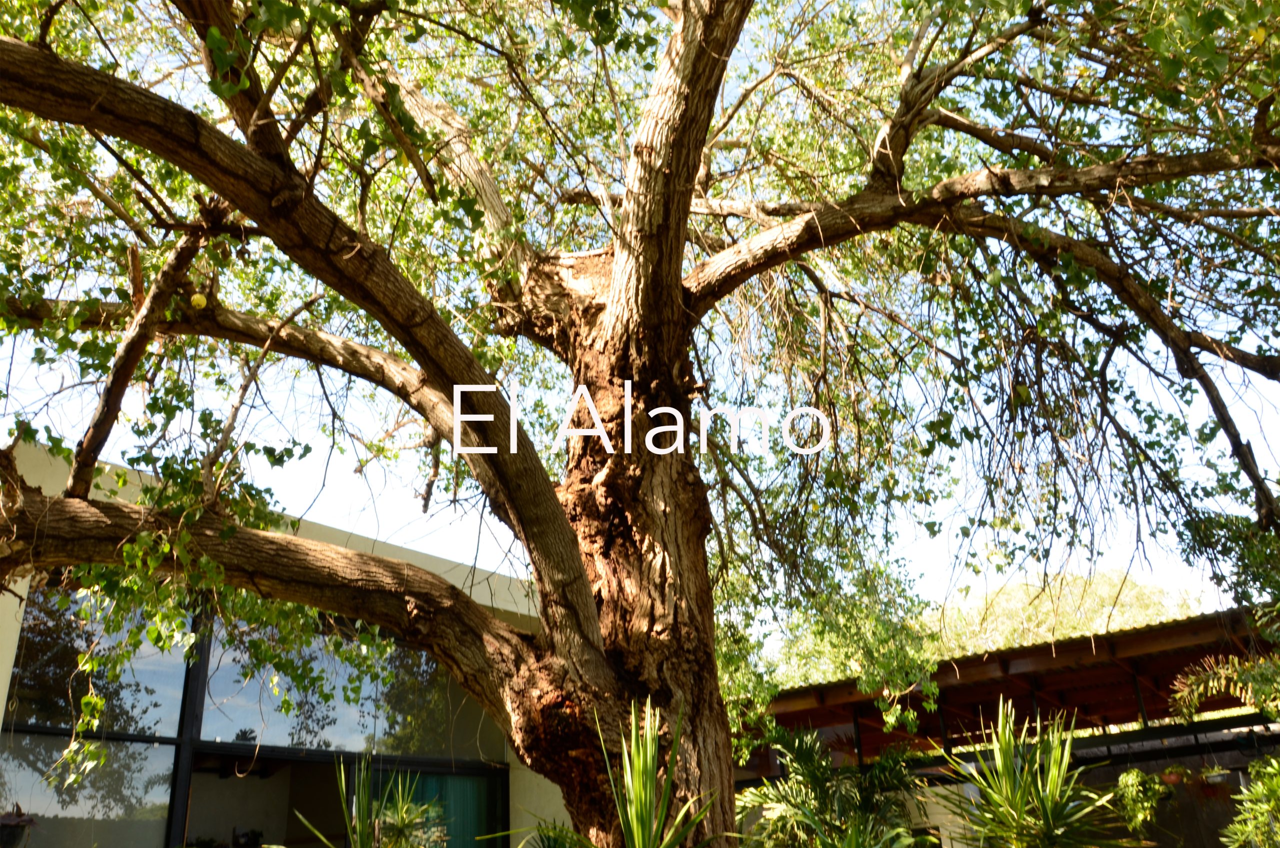 CASA-ESTUDIO HELECHOS